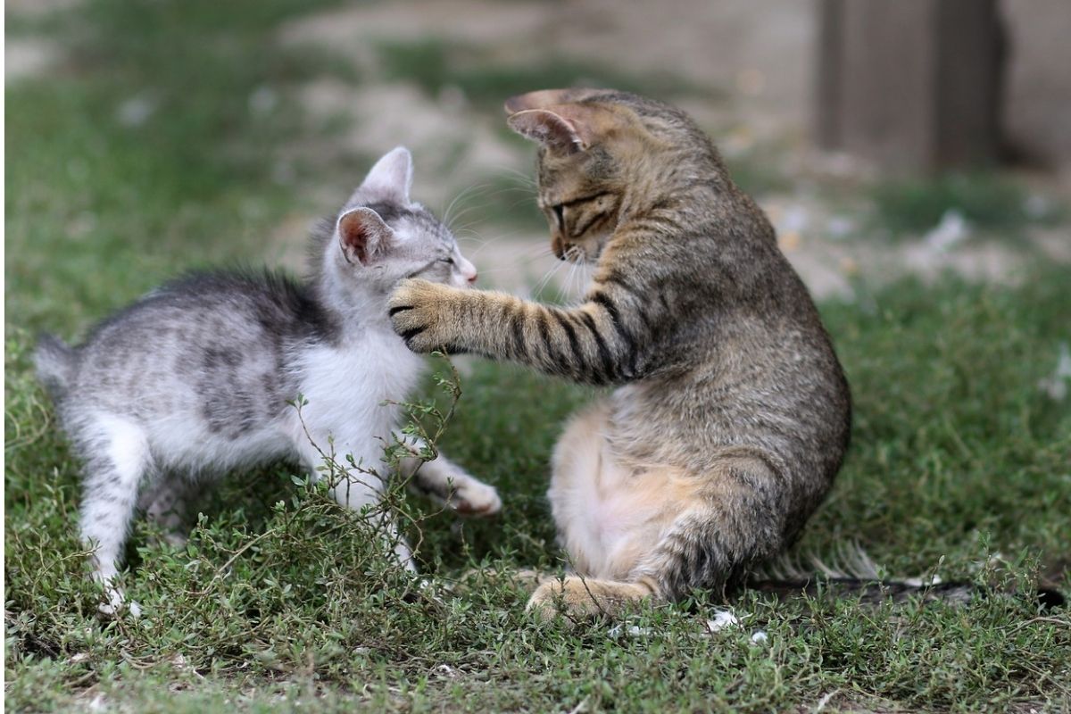 due gatti che giocano