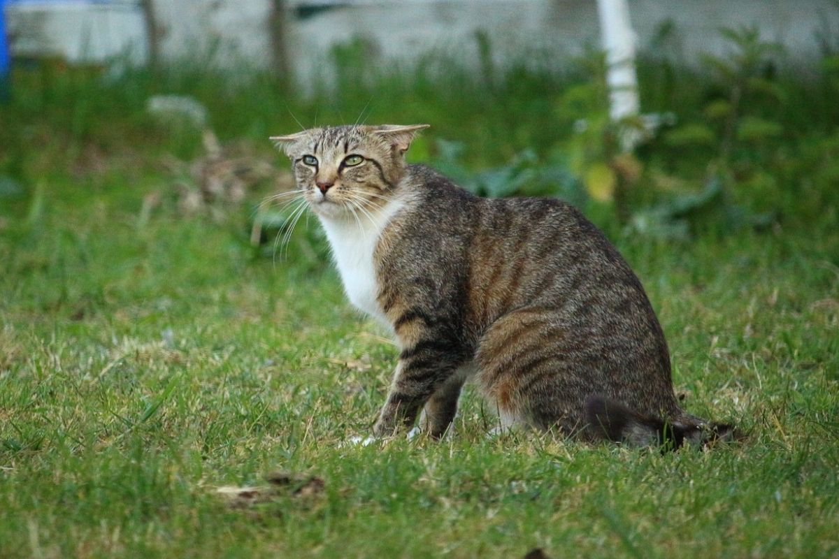 gatto con orecchie abbassate