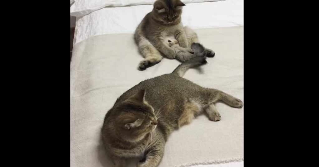 gatto gioca con la coda di un altro gatto