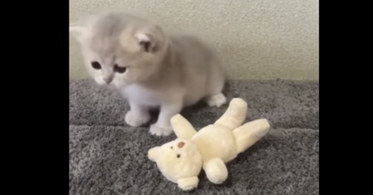 gattino gioca con peluche 