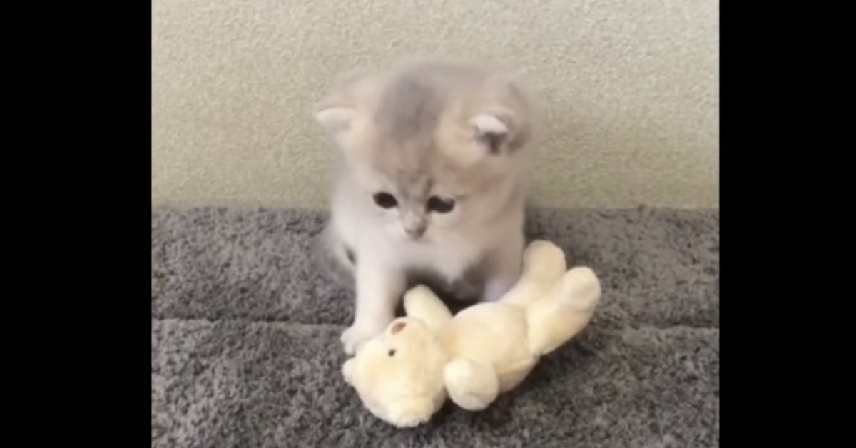 adorabile gattino gioca con orsetto di peluche