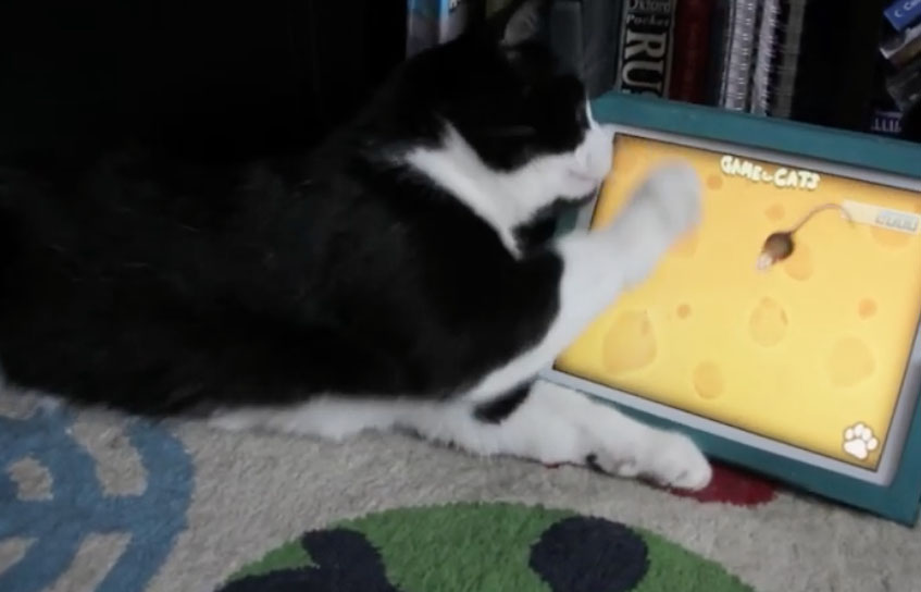 Sì, questo è davvero un gatto che gioca con l’iPad e si lascia coinvolgere (VIDEO)