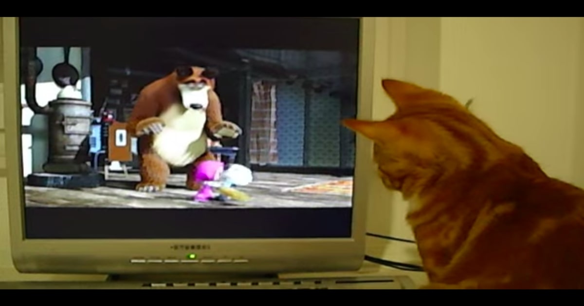Un gattino guarda con interesse la serie “Masha e Orso”  (VIDEO)