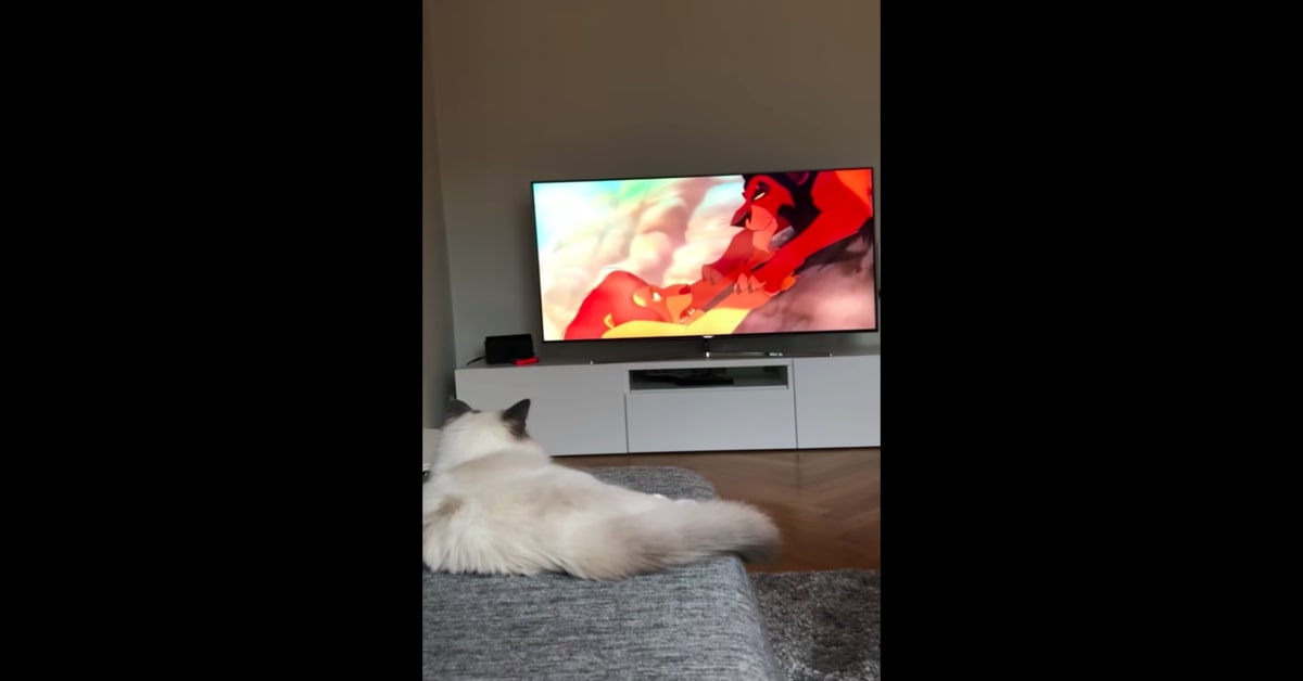 Gatto guarda il Re Leone 