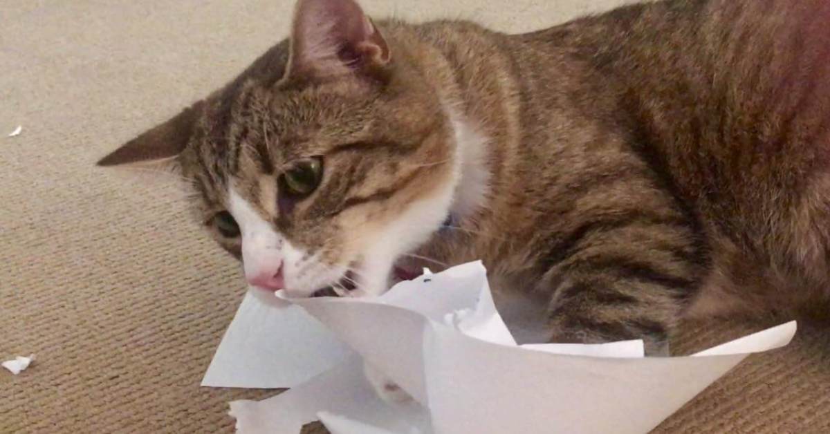 Il gatto ha mangiato la carta, è pericoloso?