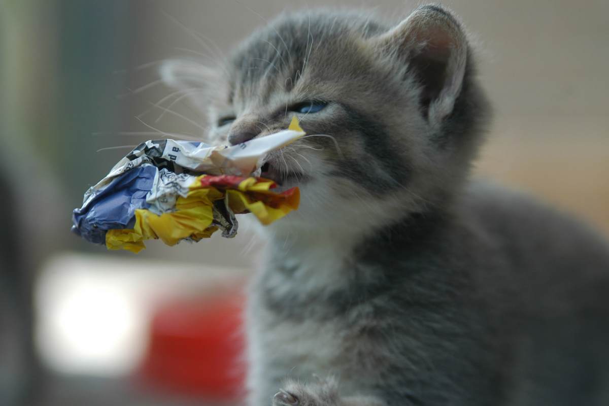 gattino con carta in bocca