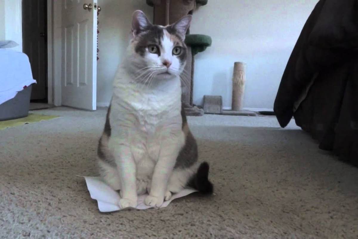 gatto seduto sopra un foglietto di carta