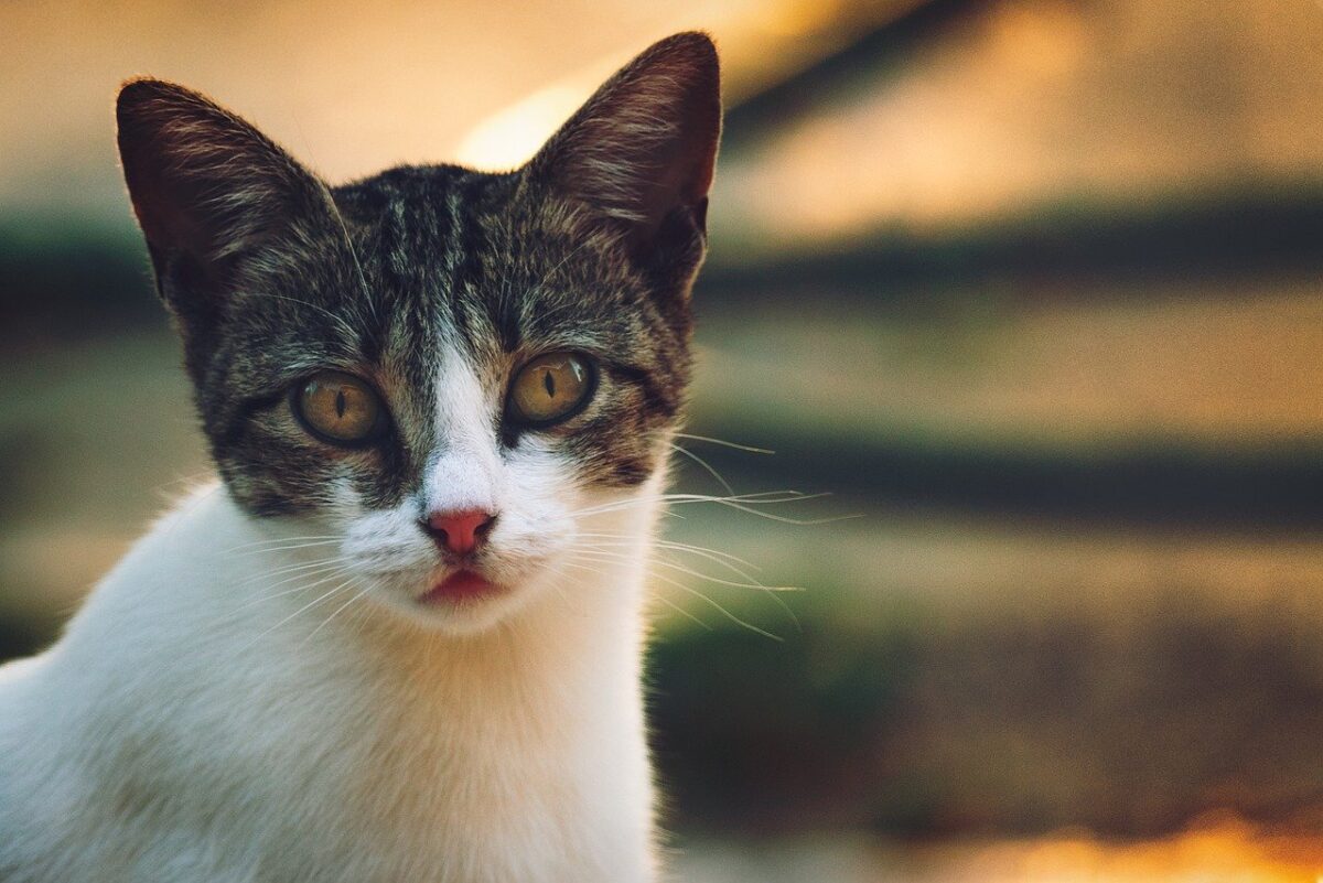 cucciolo di gatto