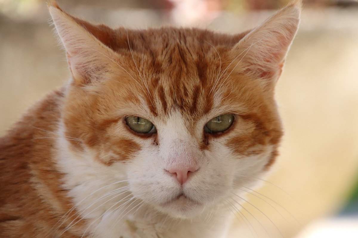 gatto bianco e arancione