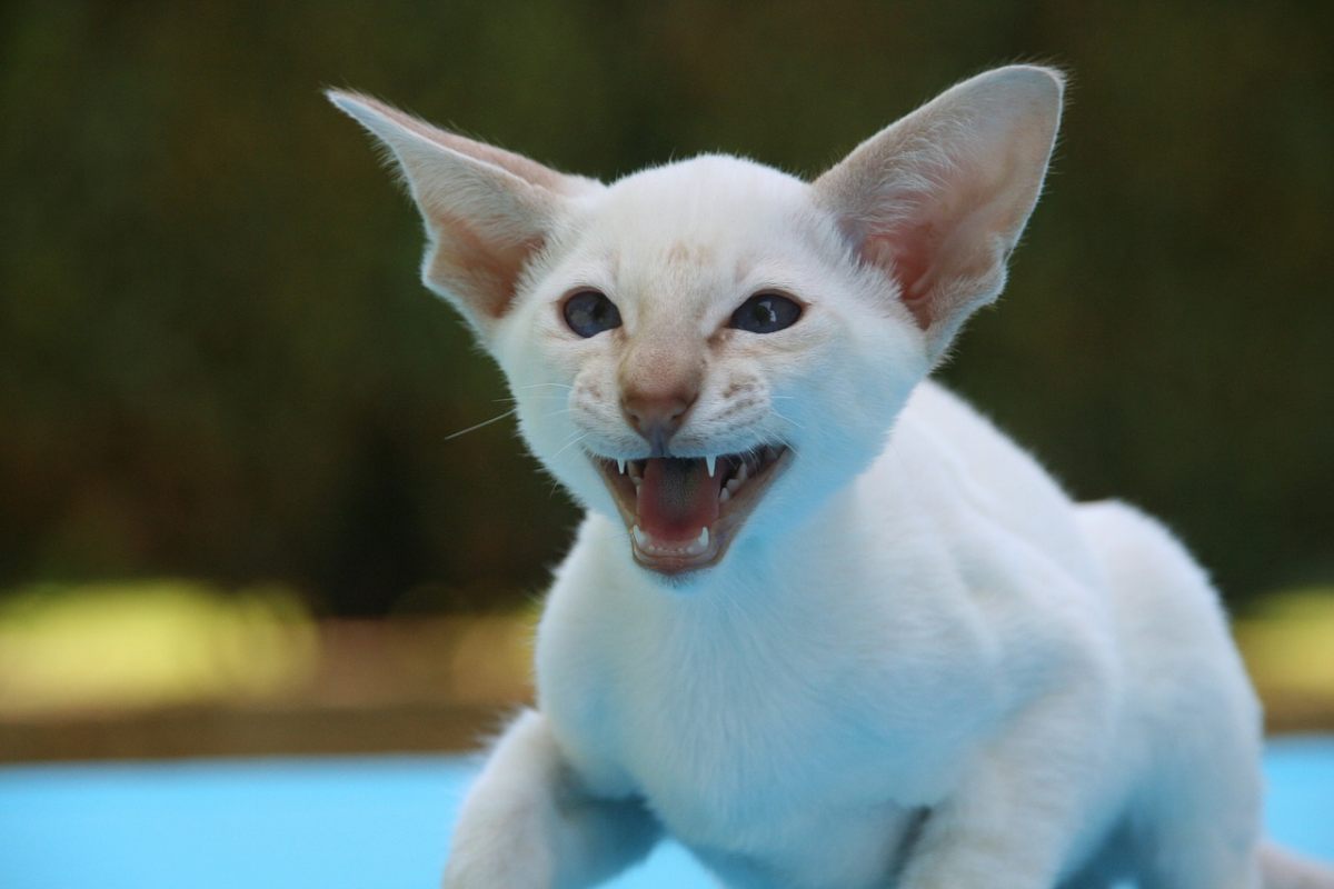 gatto orientale bianco