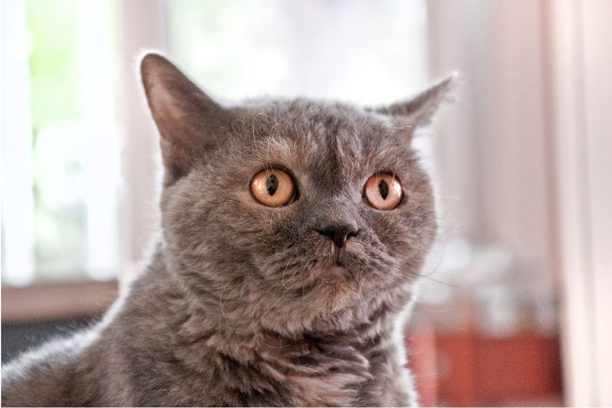 british shorthair grigio con occhi gialli