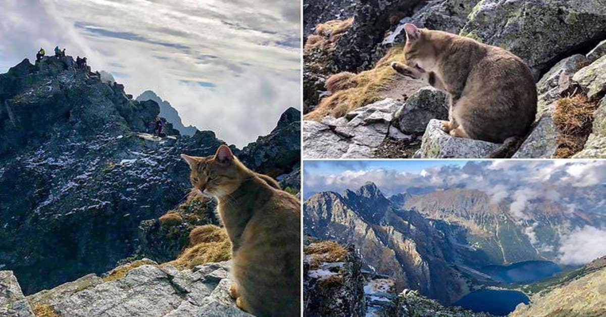 gatto incontra un famoso scalatore in cima a una montagna