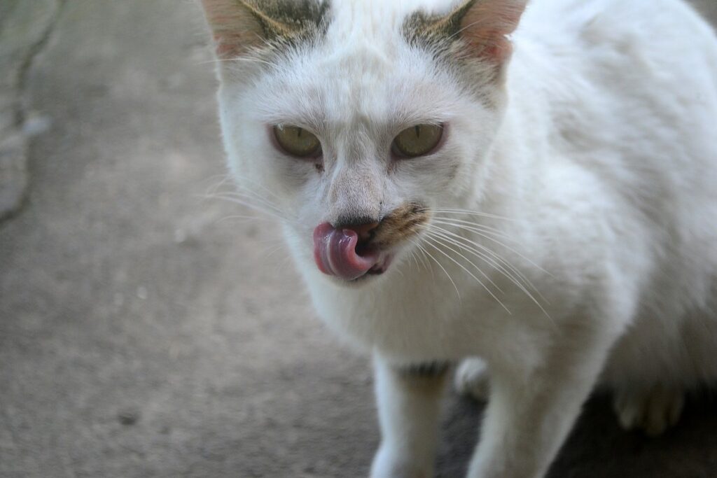 gatto che si lecca i baffi