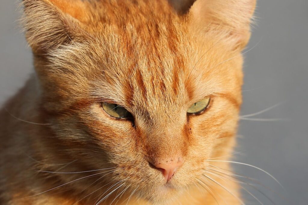 gatto arancione che prende il sole