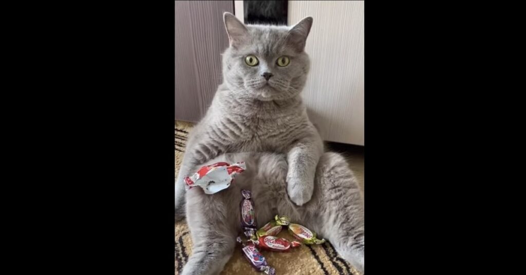gatto seduto con caramelle