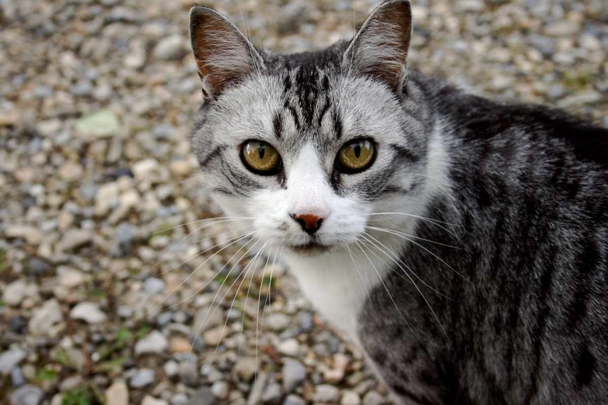 gatto per la strada