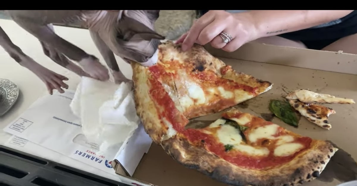 Un simpatico gattino Sphynx dimostra che ama la pizza con tutto il suo cuore (VIDEO)
