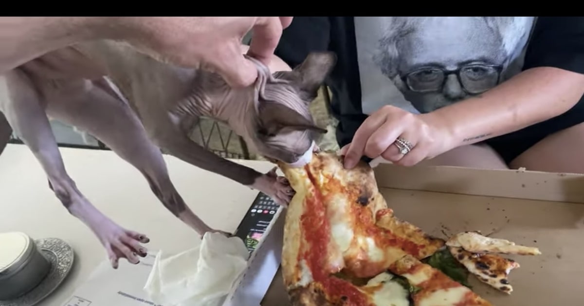 gatto adora la pizza