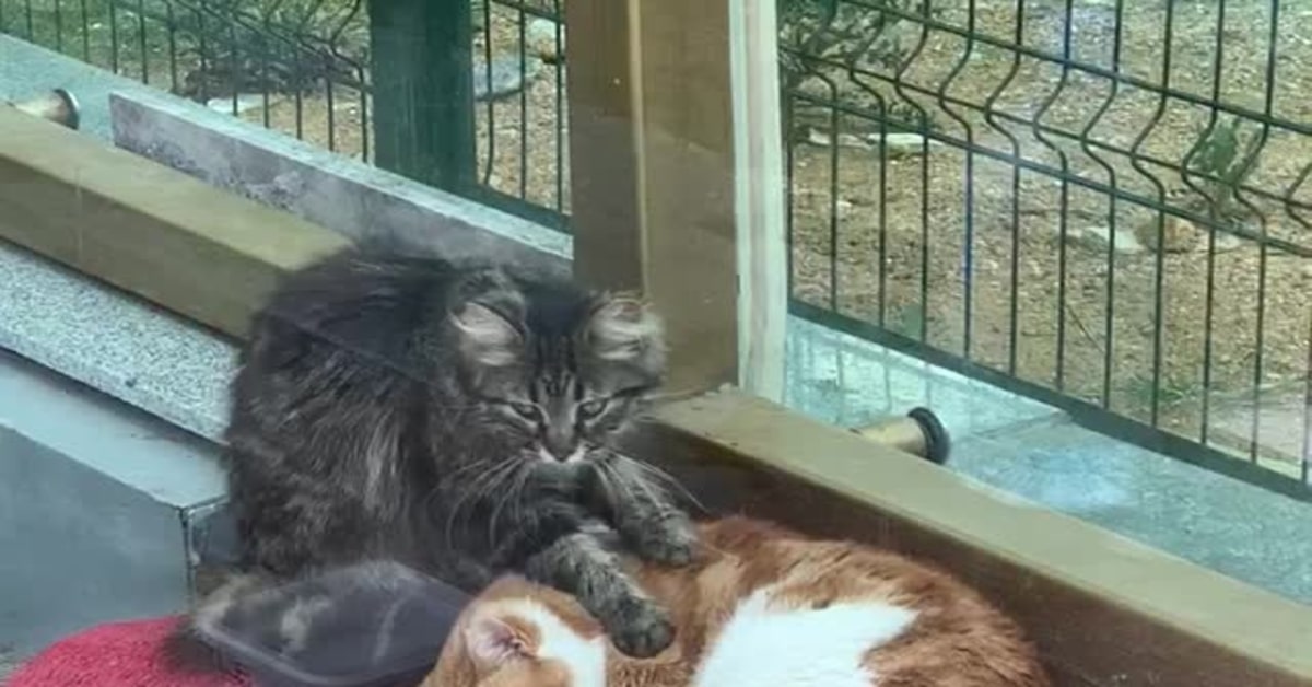 gatto grigio massaggia gatto rosso