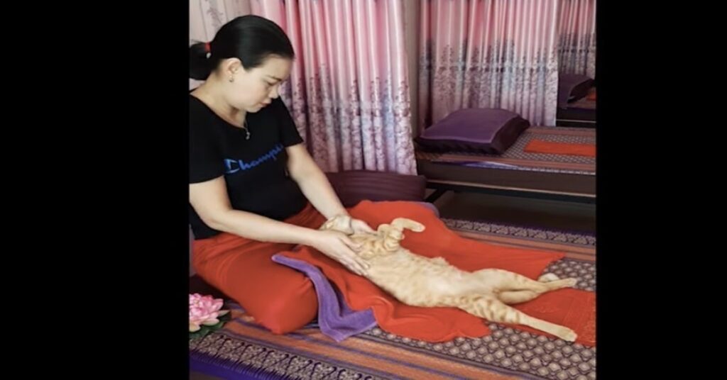 gattino fa massaggio tailandese