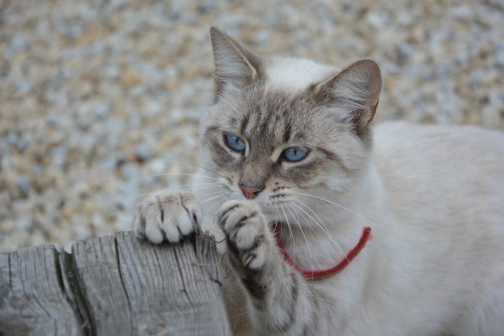 gatto graffia legno