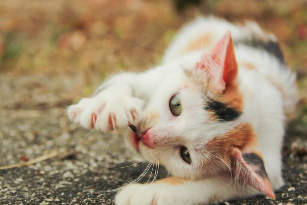 gattino gioca con una foglia