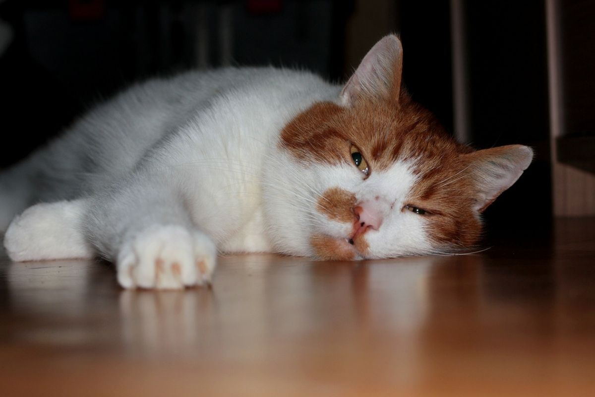 gatto bianco e marrone steso sul pavimento