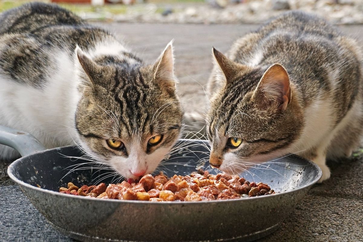 Due gatti mangiano insieme