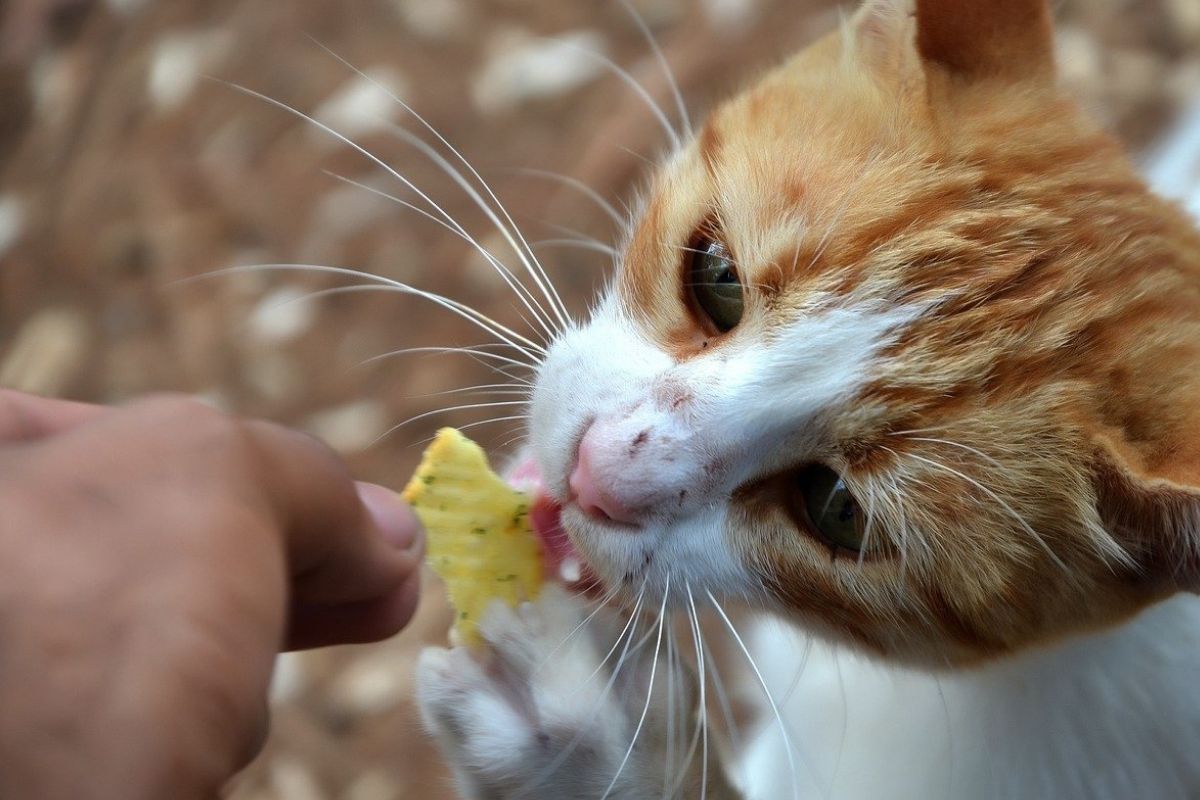 Gatto mangia dalla mano del padrone