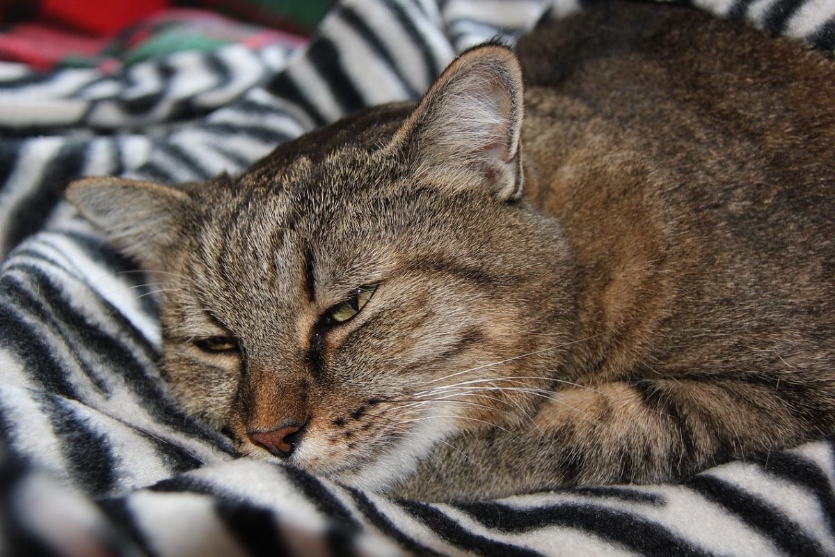 gatto dorme su coperta a righe