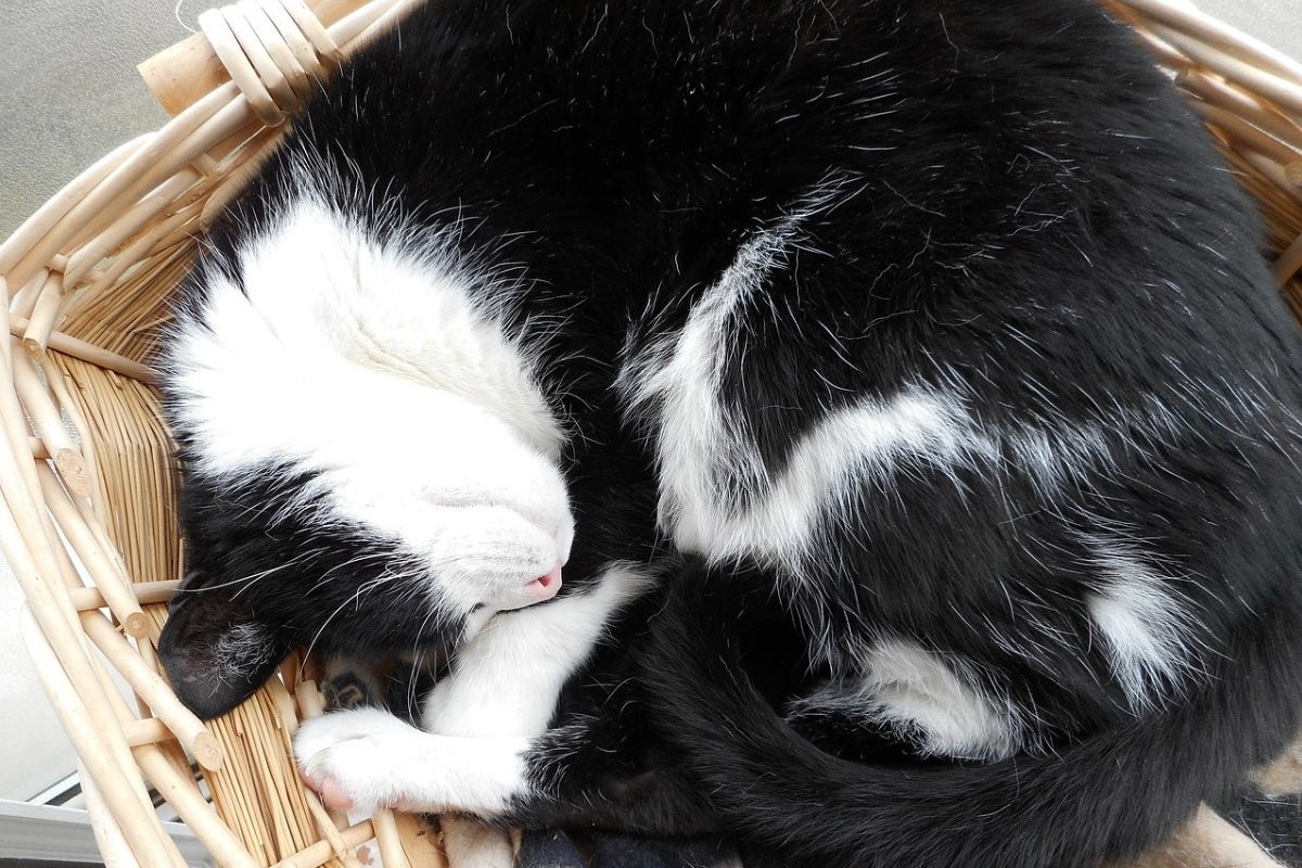 gatto bianco e nero dorme in una cesta