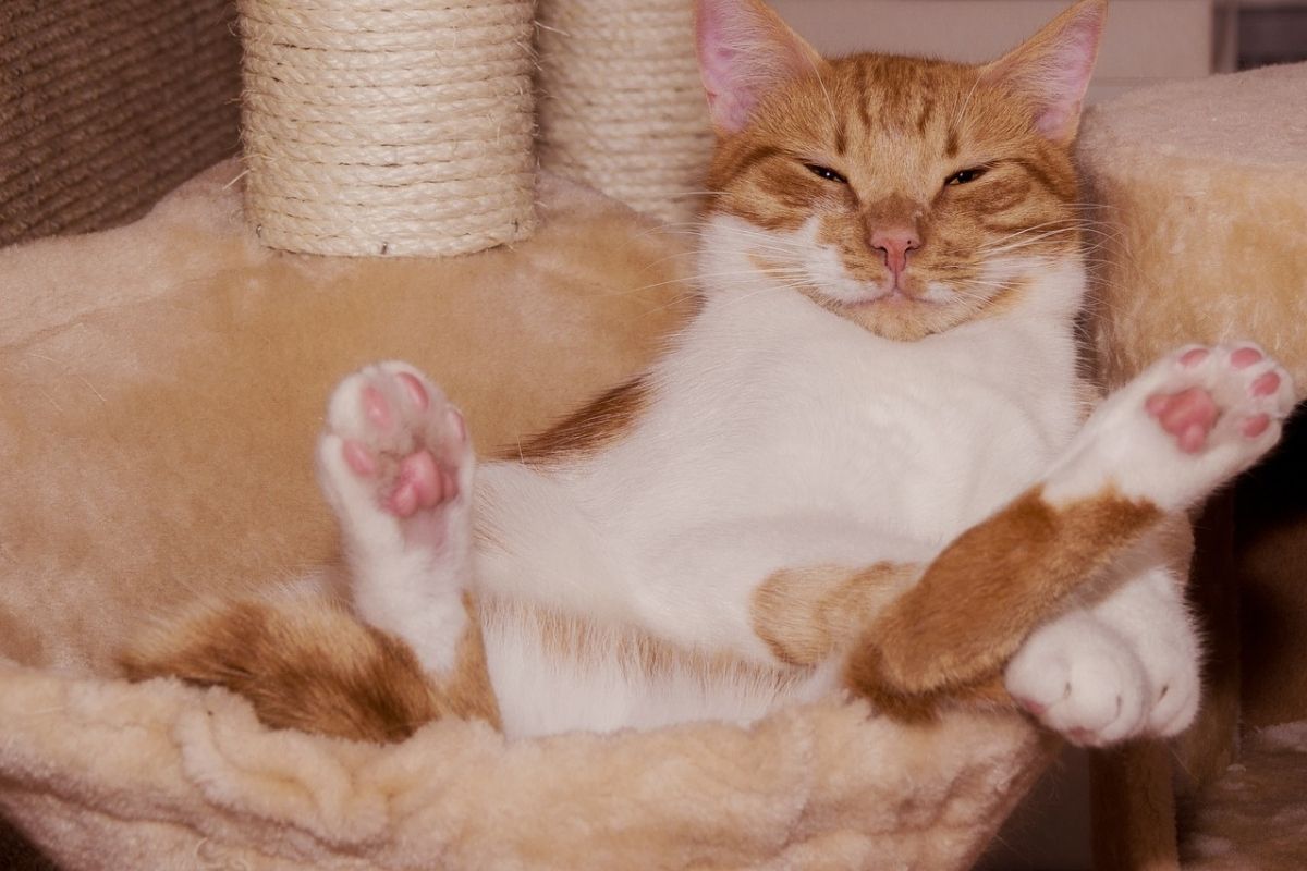 gatto bianco e miele in una cuccia