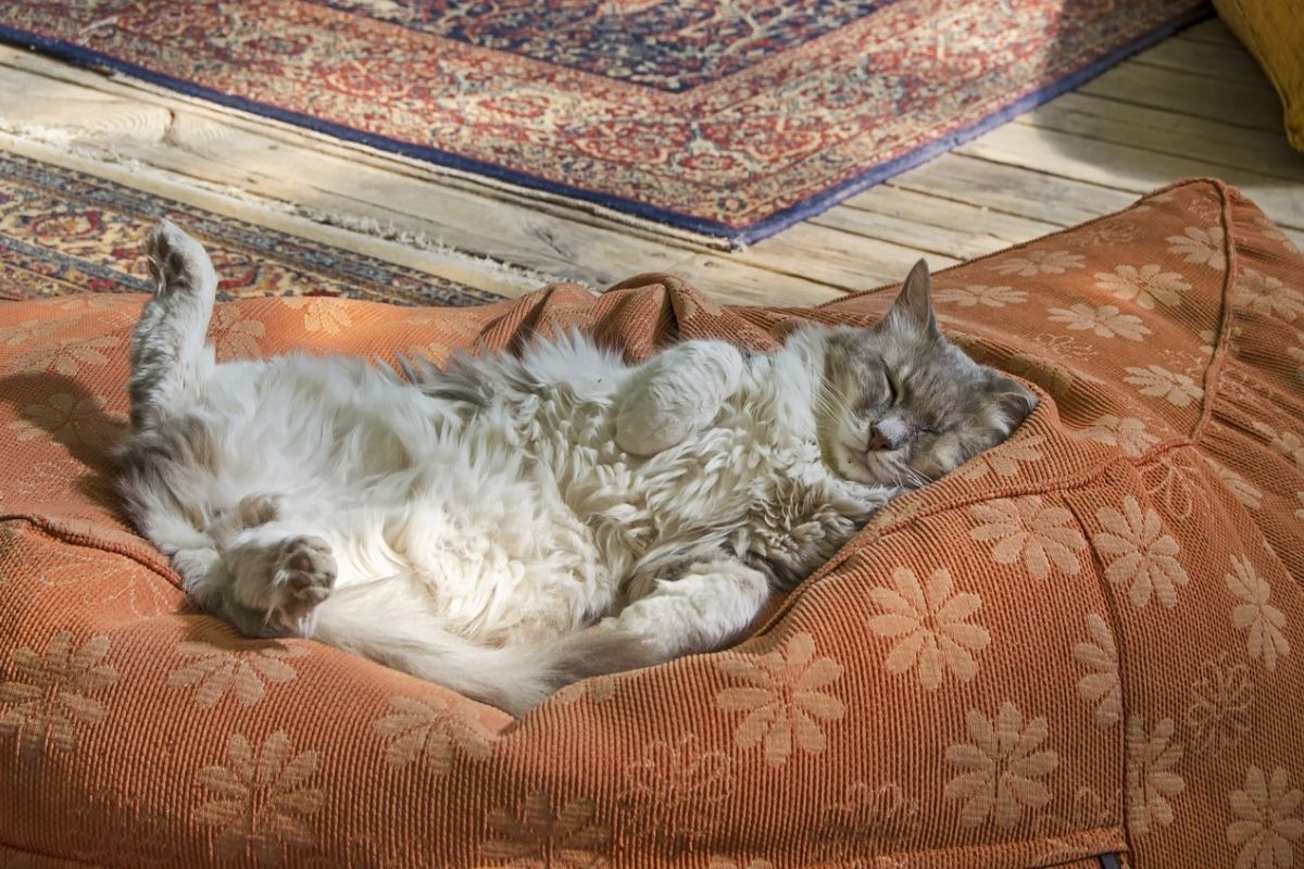 gatto grigio riposa su un cuscinone