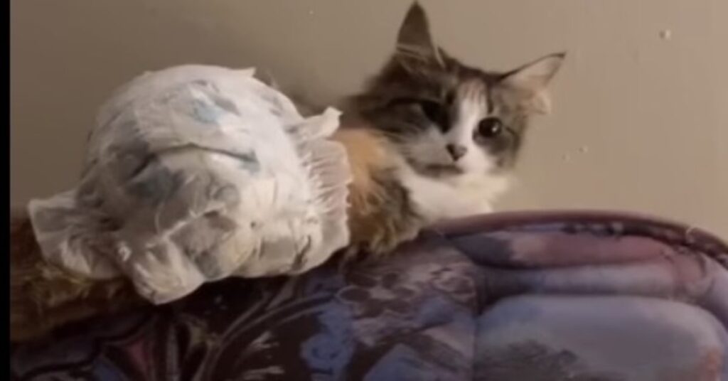 gatto con pannolino in cima al materasso