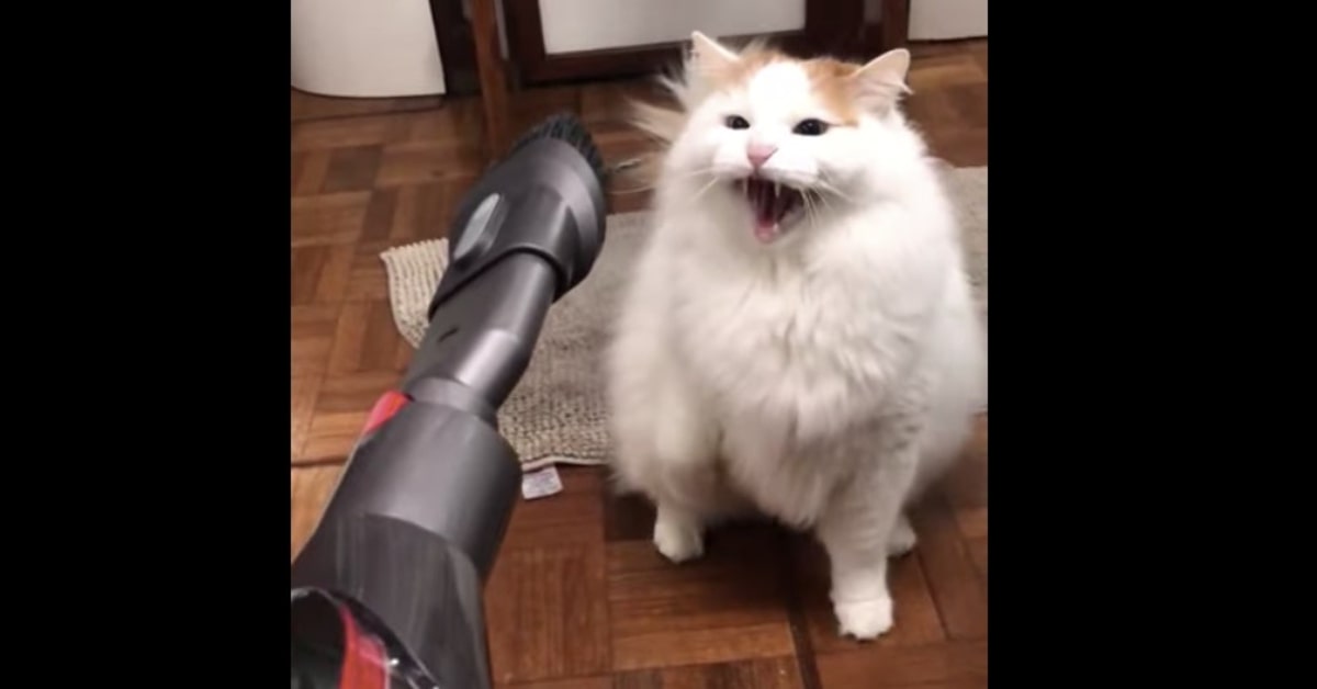 Un gattino reagisce così quando vede per la prima volta un’aspirapolvere (VIDEO)