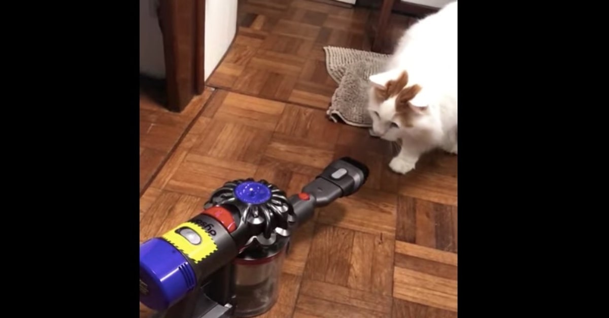 gatto guarda aspirapolvere