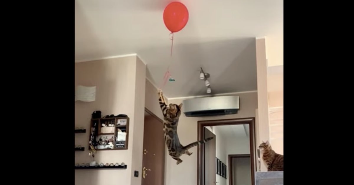 gatto salta per prendere palloncino