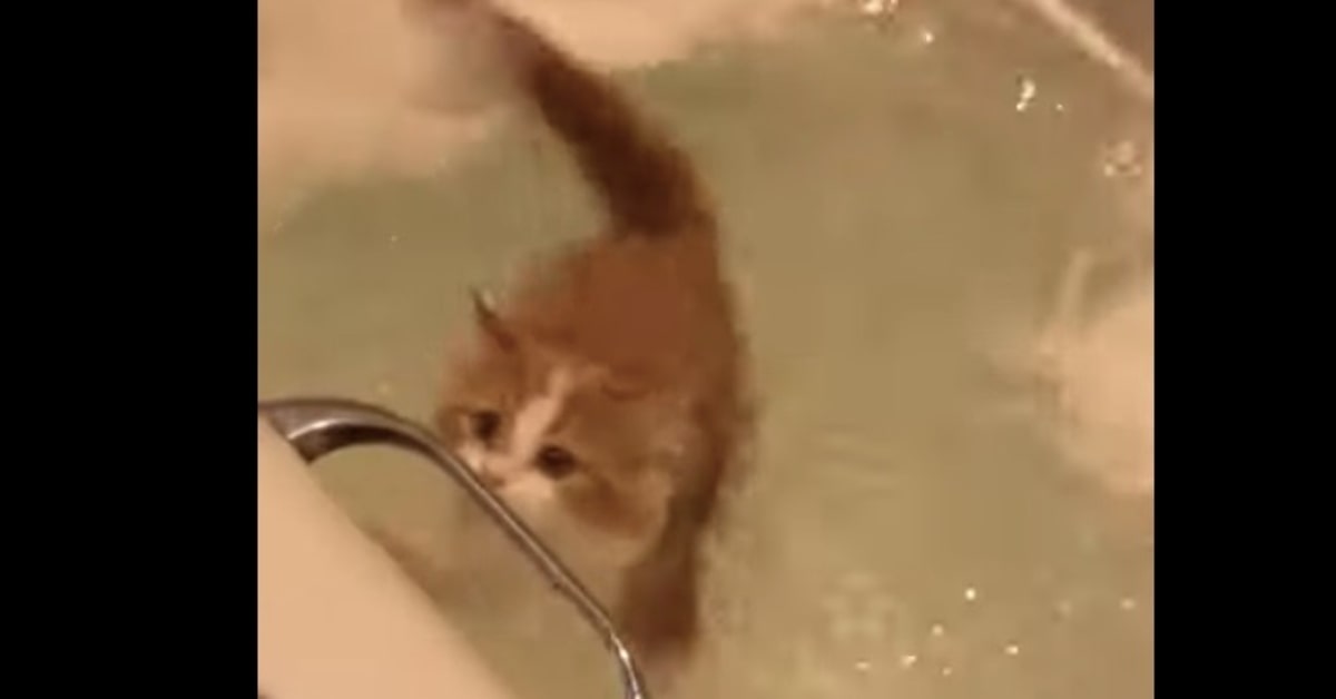 gatto vuole uscire dalla vasca