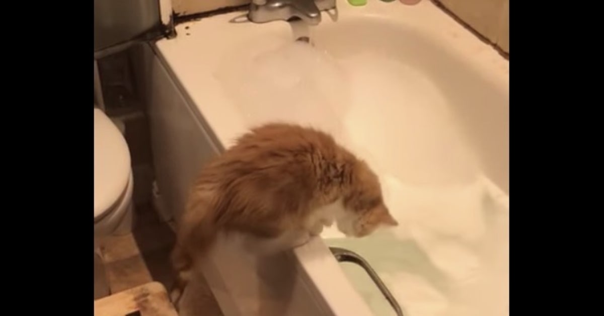 gatto cerca di entrare nella vasca da bagno