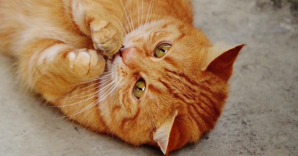 Il gatto può ingoiare i tappi di plastica con cui gioca?