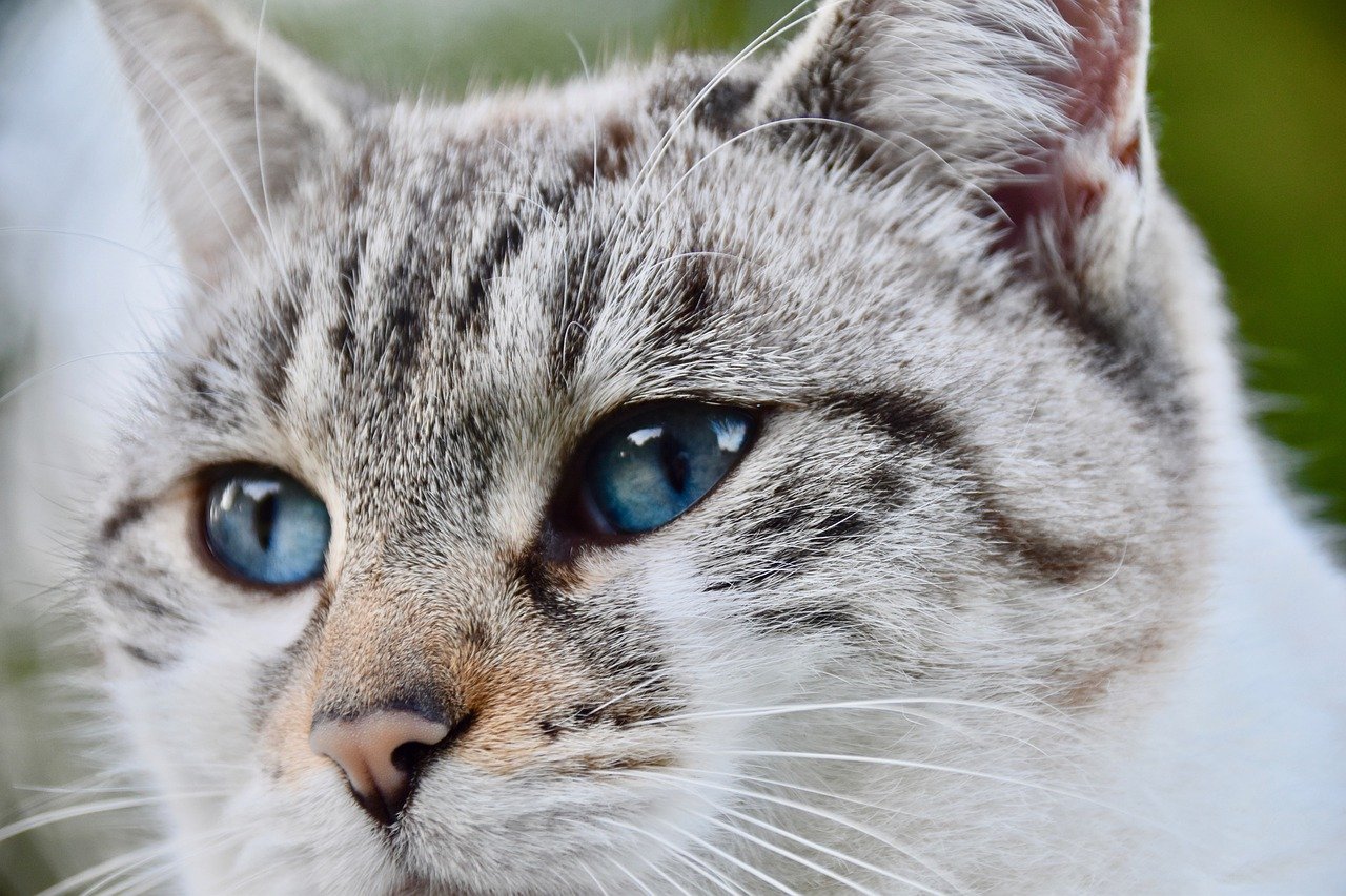 gatto grigio e bianco