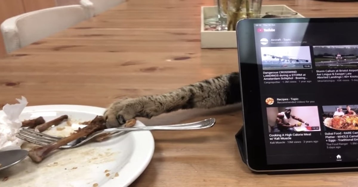 Gatto nascosto dietro il tablet ruba un osso dal piatto 
