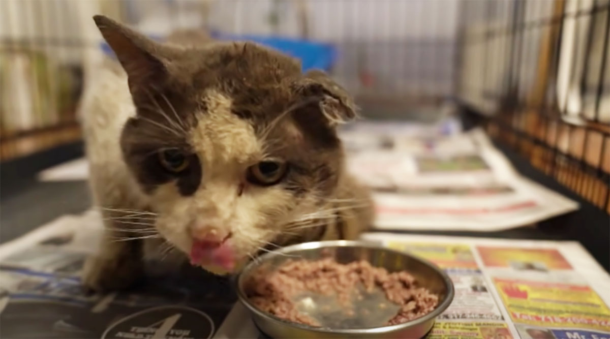 Il prima e il dopo del gatto randagio salvato fa davvero sognare (VIDEO)