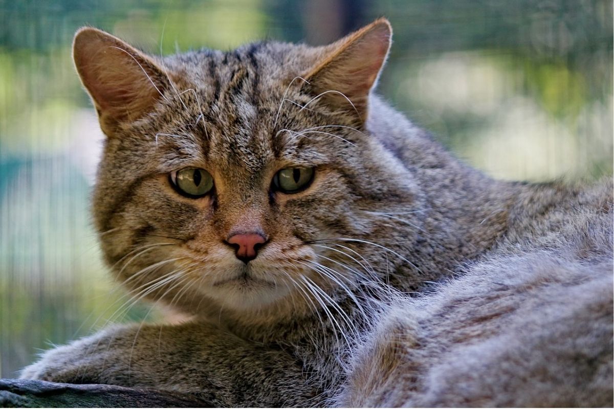 gatto grigio con sguardo triste