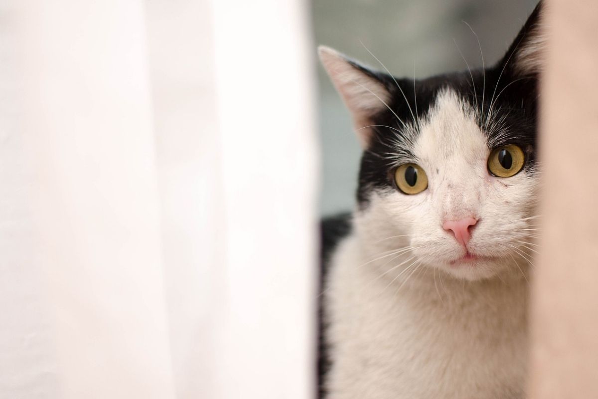 gatto bianco e nero spunta da una tenda