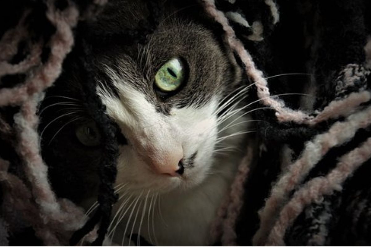 gatto si nasconde sotto ad una coperta