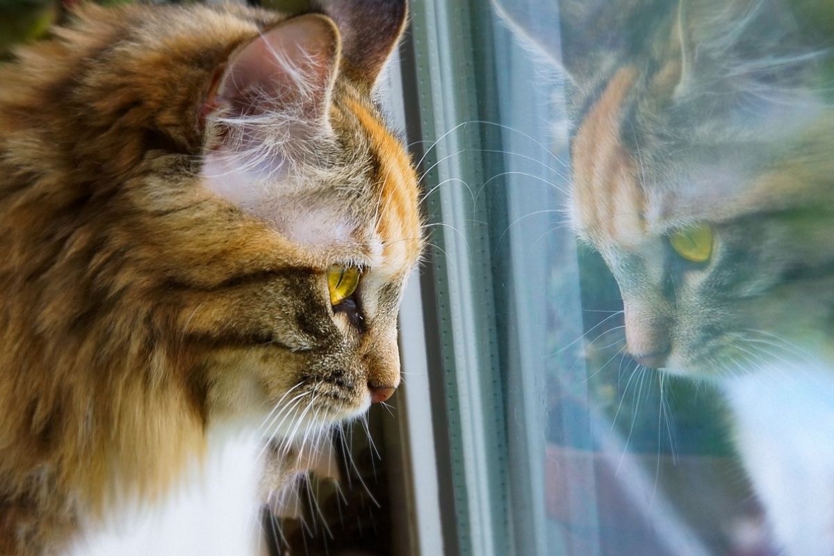 gatto triste guarda fuori dalla finestra