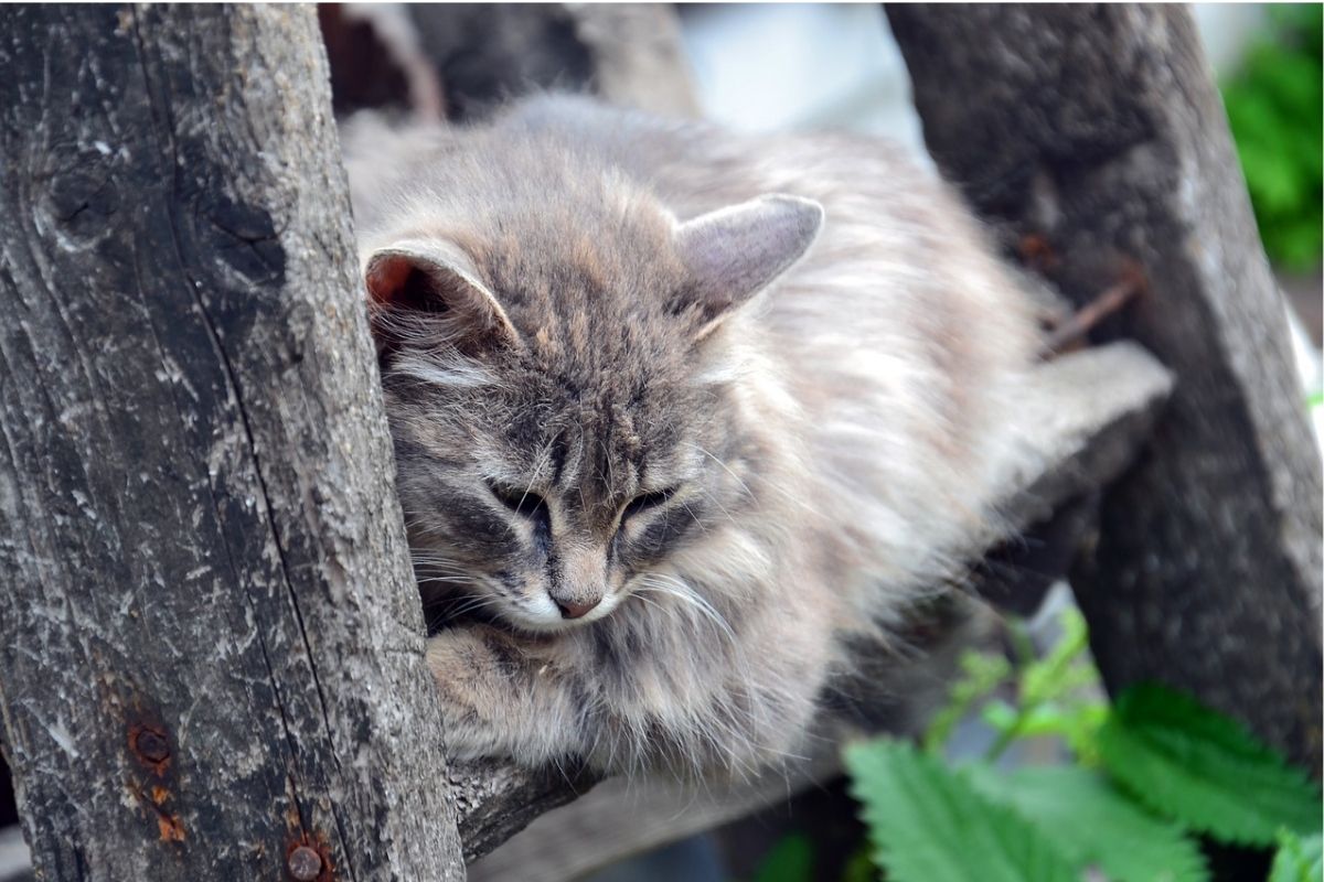 gatto grigio su scale esterne