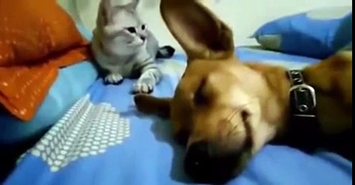 Un gattino reagisce in maniera insolita in seguito all’incidente del cucciolo di cane con il quale sta dormendo (VIDEO)
