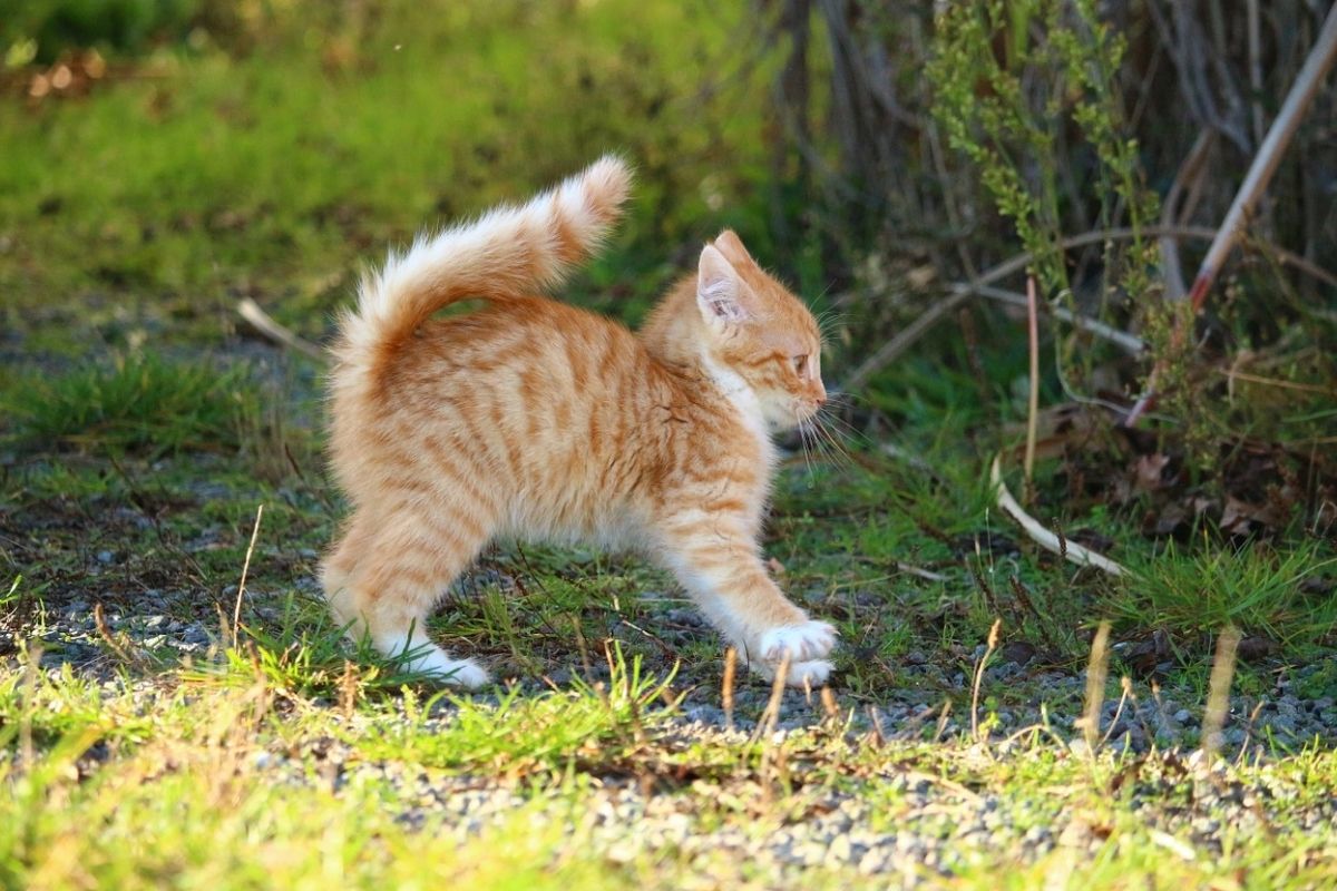 Il gatto si gonfia: cosa vuole dirci?